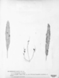 Claviceps purpurea image